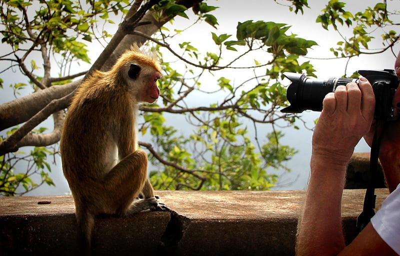 Paparazzi
